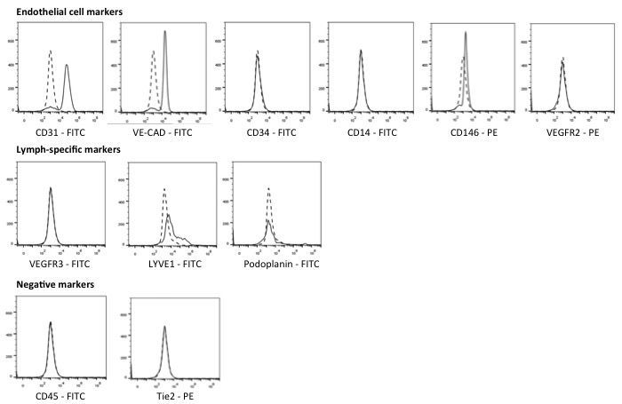 IPSC Derived Endothelial Colony Forming Cells Axol Bioscience